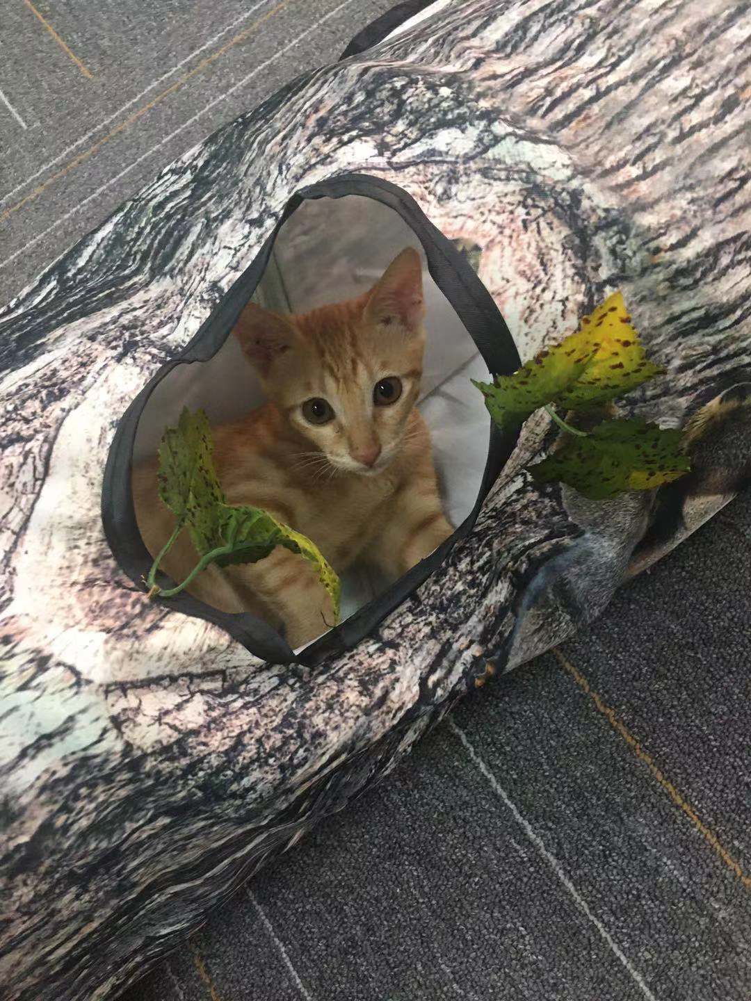 Tree Pattern Pet Tunnel